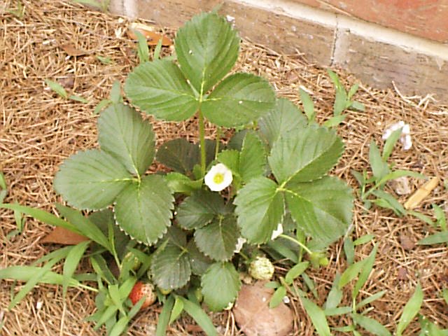 Strawberry2.JPG