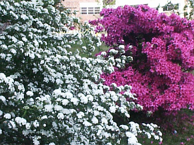 flower311a1.jpg