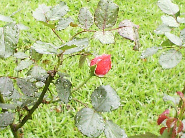 march005.jpg