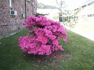 slu2000-flower311a2.jpg